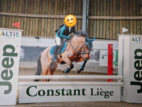 Gelding French Saddle Pony For sale 2009 Bay