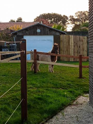 Stallion Shetland Pony For sale 2016 Chesnut