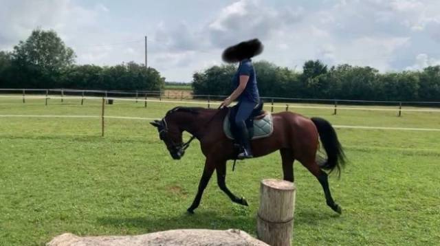 Gelding French Trotter For sale 2019 Bay