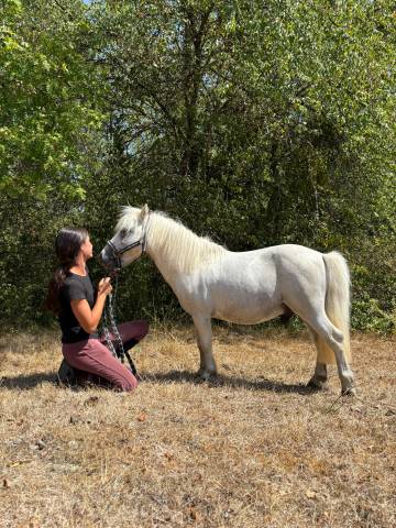 Stallion Shetland Pony For sale 2018 Grey