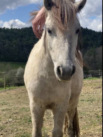 Mare Origin Recorded For sale 2022 Grey