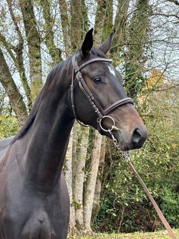 Gelding Selle Fran&ccedil;ais For sale 2022 Dark Bay