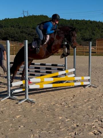 Gelding Connemara For sale 2022 Bay