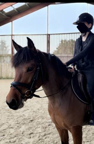 Mare Origin Recorded For sale 2019 Bay