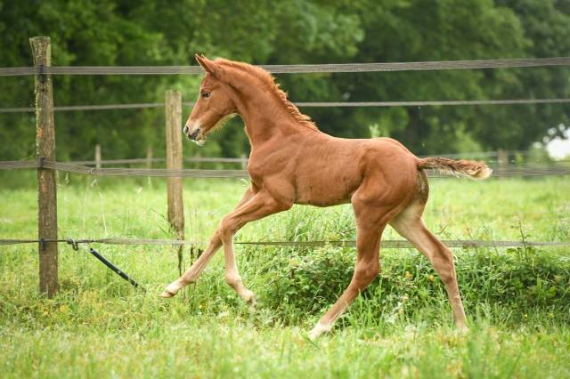 Filly Selle Fran&ccedil;ais For sale 2026 Liver chestnut