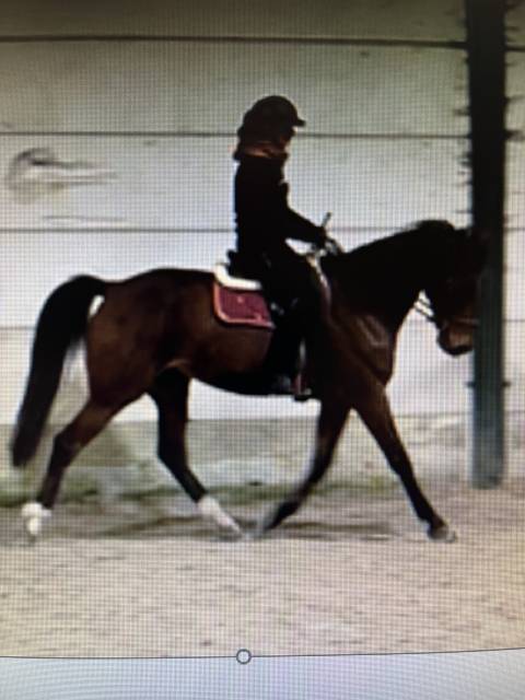 Gelding French Trotter For sale 2017 Bay