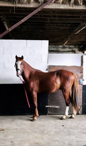 Gelding French Saddle Pony For sale 2024 Chesnut