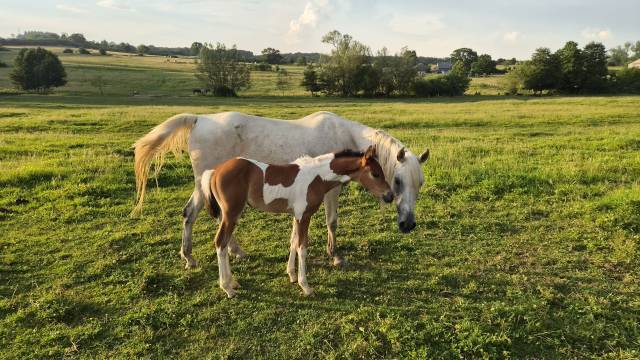 Filly Arabian Half Blood For sale 2026 Coloured