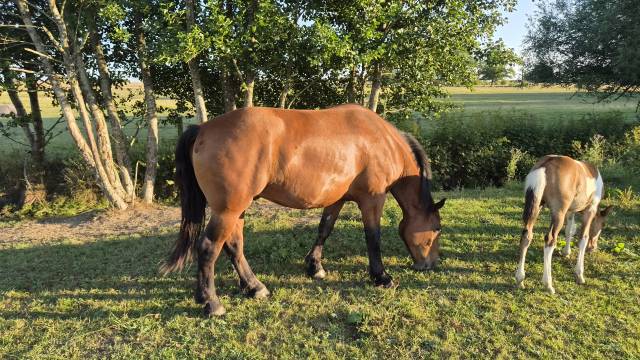 Gelding Normandy Cob For sale 2023 Bay
