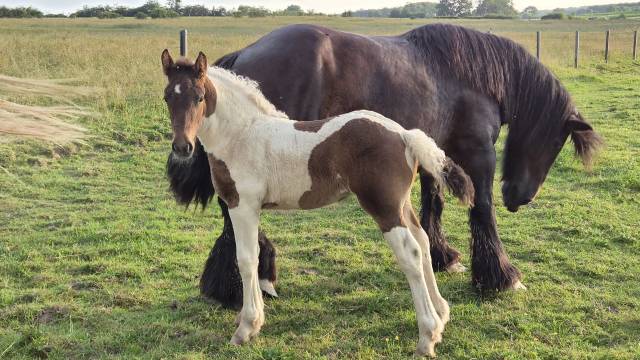 Filly Draft Cross For sale 2026 Coloured