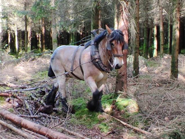 Mare Belgian Draft, Brabant For sale 2022 Roan