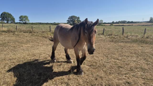 Gelding Belgian Draft, Brabant For sale 2023 Roan