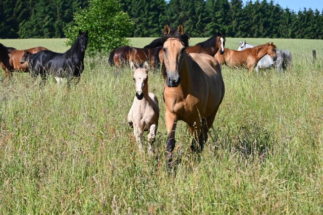 Mare Lusitano For sale 2015 Buckskin