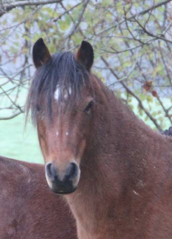 Broodmare Welsh Pony (Section B) For sale 2012 Bay