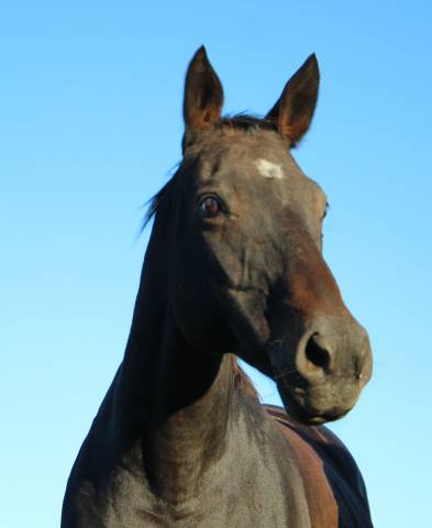 Broodmare Anglo-Arabe de Compl&eacute;ment For sale 2009 Dark Bay