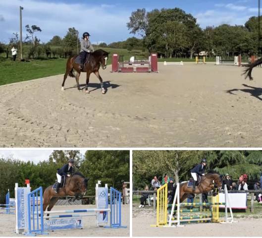 Gelding French Saddle Pony For sale 2016 Bay