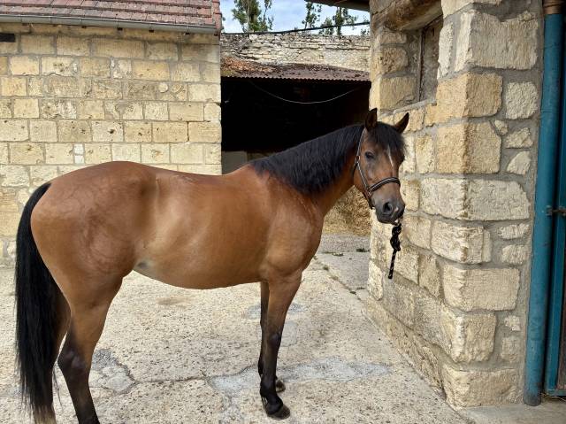 Mare French Saddle Pony For sale 2014 Bay