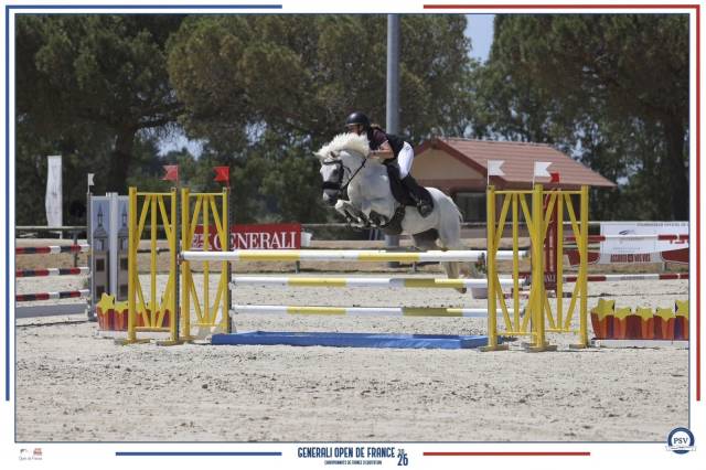 Gelding Connemara For loan 2017 Grey