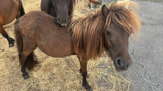 Entire Shetland Pony For sale 2025 Brown
