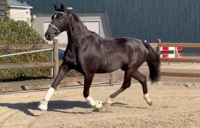 Mare KWPN Dutch Warmblood For sale 2015 Black