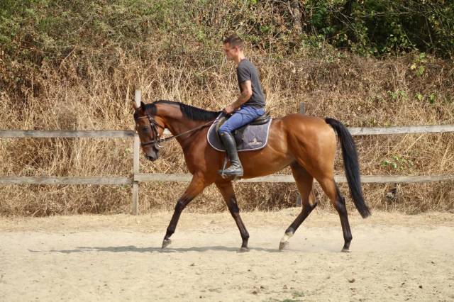 Gelding Warmblood For sale 2019 Bay