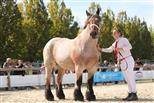Mare Ardennes For sale 2020 Roan