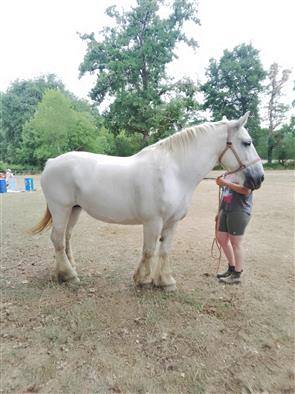 Mare Percheron For sale 2013 Grey