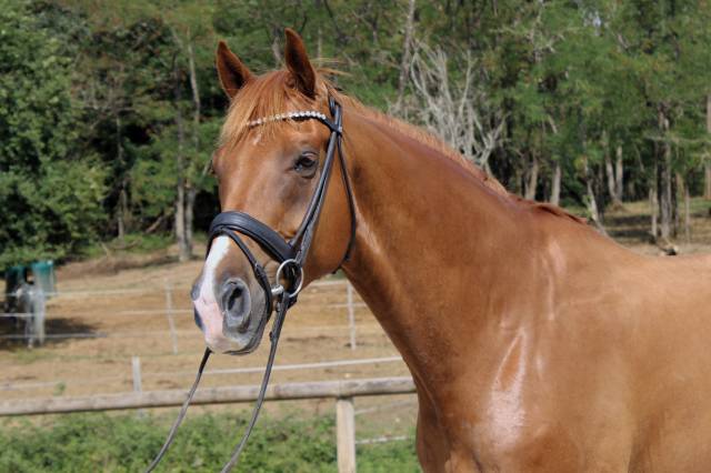 Gelding Oldenburg For sale 2018 Chesnut