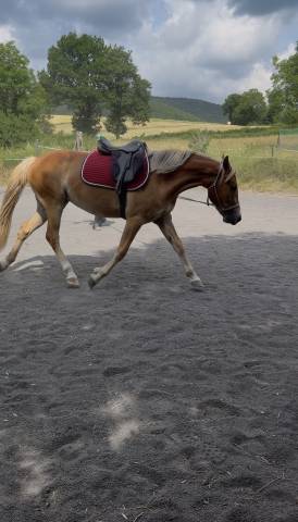 Mare New Forest For sale 2024 Chesnut