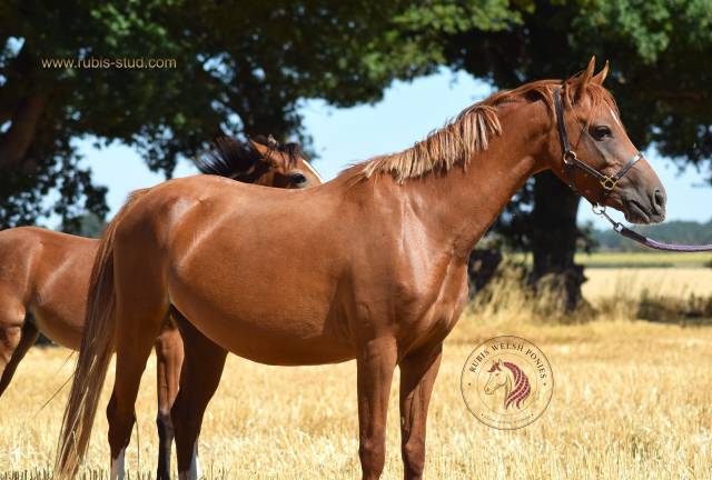 Mare Welsh Pony (Section B) For sale 2022 Chesnut