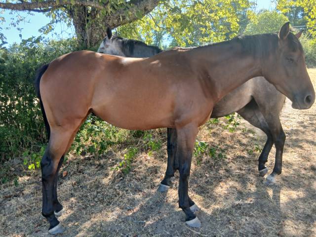 Filly English Thoroughbred For sale 2023 Bay