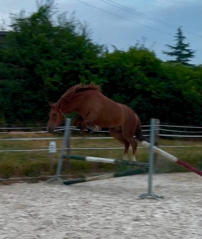 Gelding French Saddle Pony For sale 2023 Chesnut