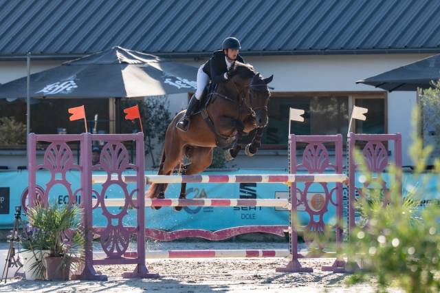 Gelding Selle Fran&ccedil;ais For sale 2019 Bay