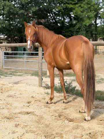 Mare French Saddle Pony For sale 2024 Chesnut