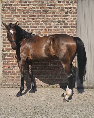 Gelding Warmblood Cross For sale 2022 Dark Bay