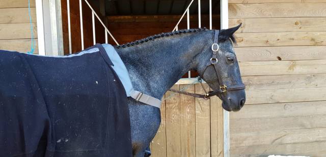 Broodmare Origin Recorded For sale 2009 Grey