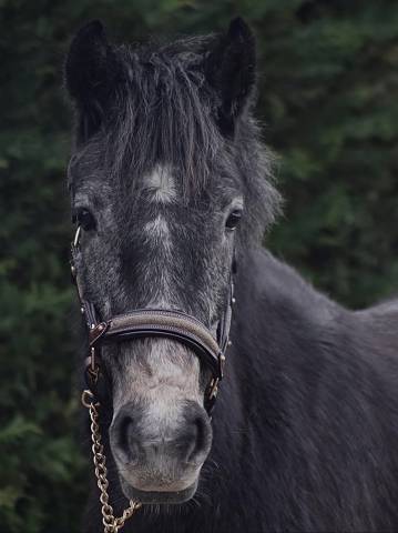 Mare Connemara For sale 2023 Grey