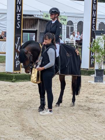 Stallion French Saddle Pony For sale 2019 Dark Bay