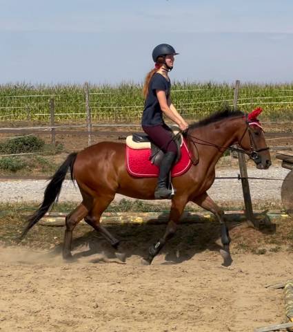 Gelding No Origin Recorded For sale 2019 Bay