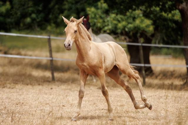 Colt PRE Pure Spanish Bred For sale 2026 Pearl