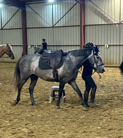 Gelding Connemara For sale 2022 Grey