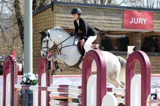 Gelding French Saddle Pony For sale 2017 Grey