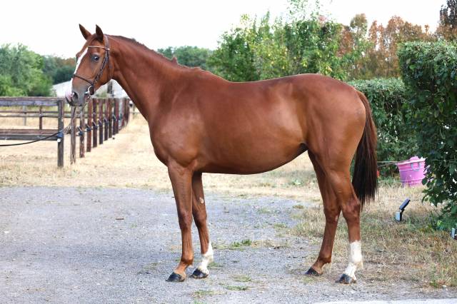 Mare Zangersheide For sale 2023 Chesnut