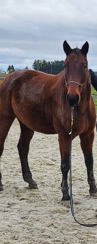 Gelding BWP Belgian Warmblood Free 2008 Bay