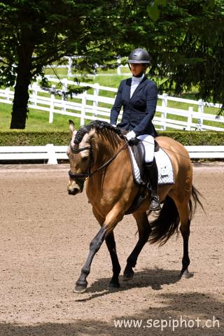 Gelding PRE Pure Spanish Bred For sale 2020 Buckskin