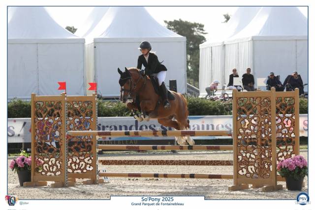 Gelding French Saddle Pony For sale 2019 Chesnut