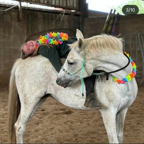 Mare No Origin Recorded Part-Livery 2005 Grey