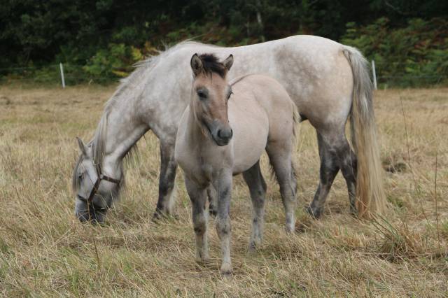 Filly Highland  For sale 2026 Grey