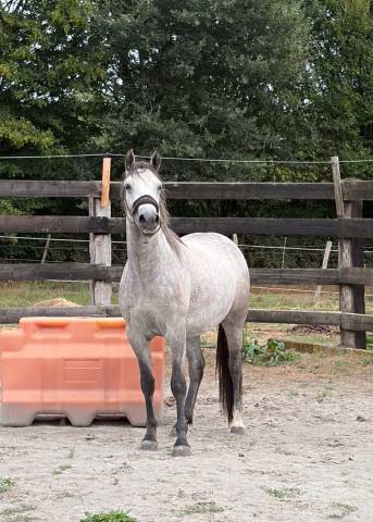 Filly Connemara For sale 2024 Grey