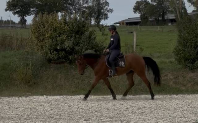 Gelding Selle Fran&ccedil;ais For sale 2020 Bay